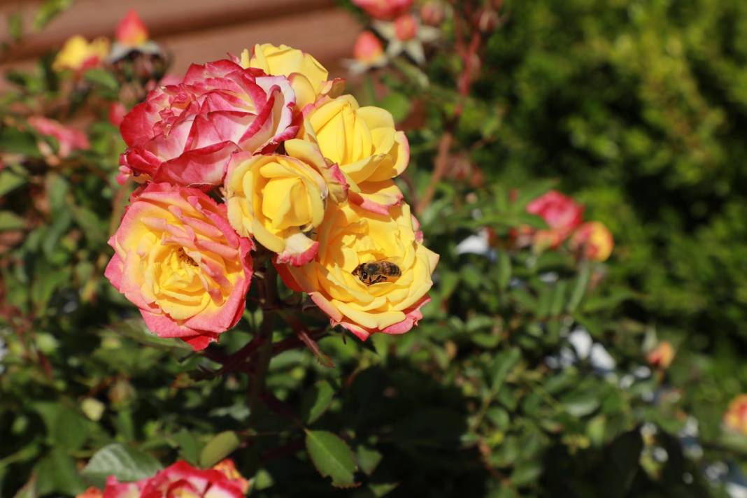 Doğanın en güzel tonları Karatay’da! Her detayıyla hayran bırakıyor 3